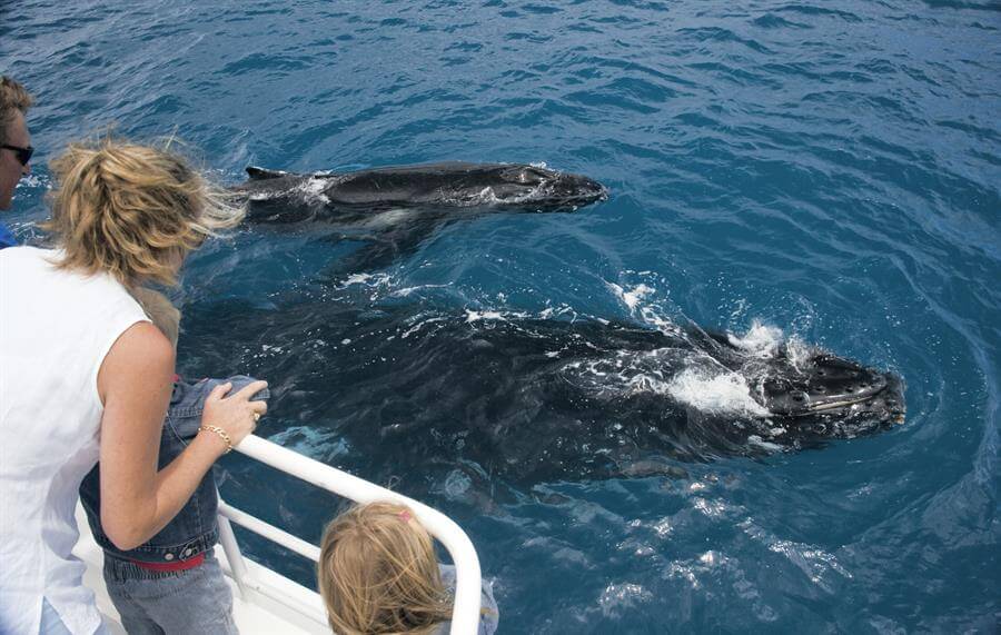 5 Reasons you need to take your kids whale watching in Keppel Bay ...