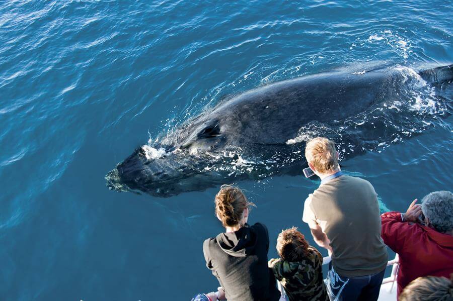 5 Reasons you need to take your kids whale watching in Keppel Bay ...