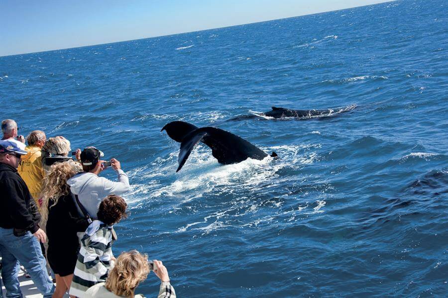 5 Reasons you need to take your kids whale watching in Keppel Bay ...