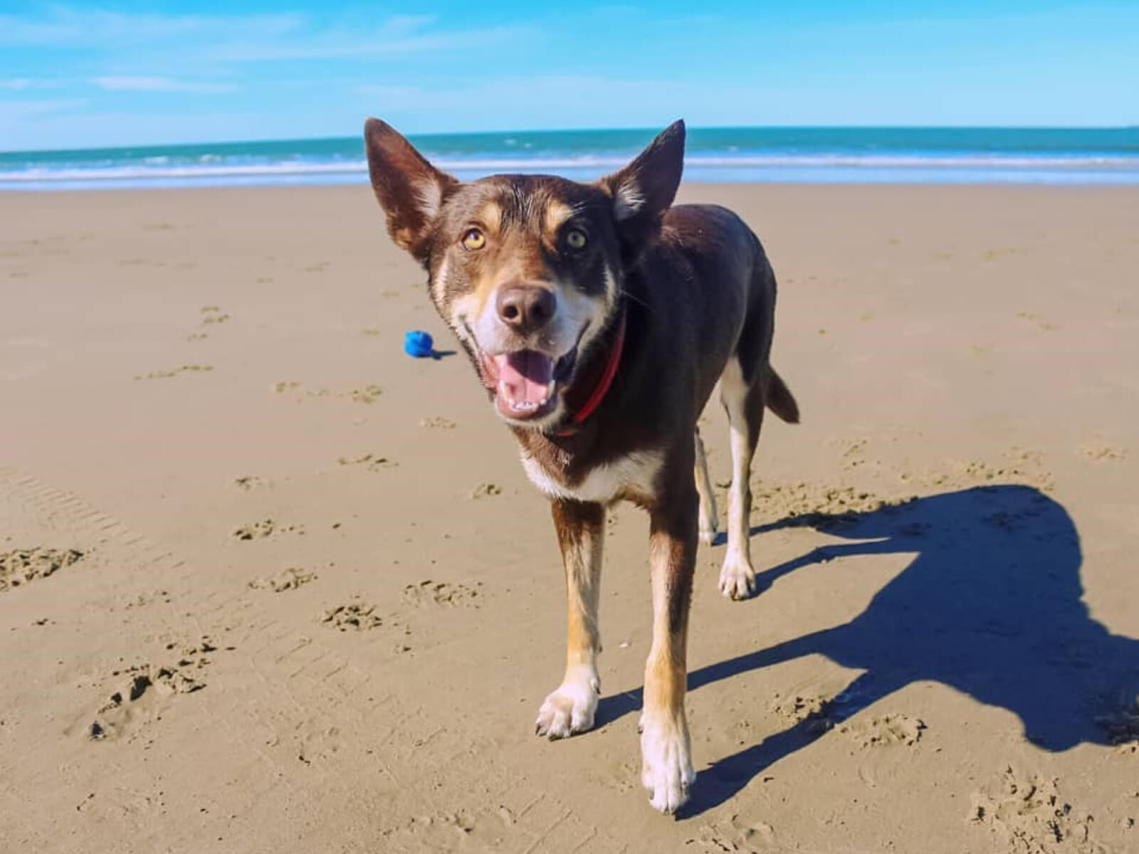 Dog friendly beaches on the Capricorn Coast | Capricorn Holidays