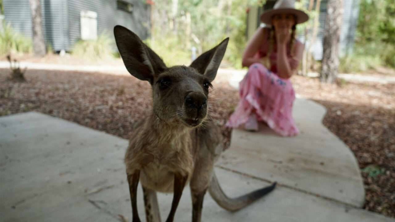 wildlife in carnarvon gorge