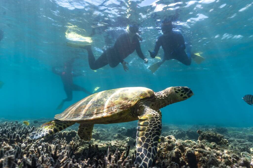 snorkelling in keppel bay and yeppoon