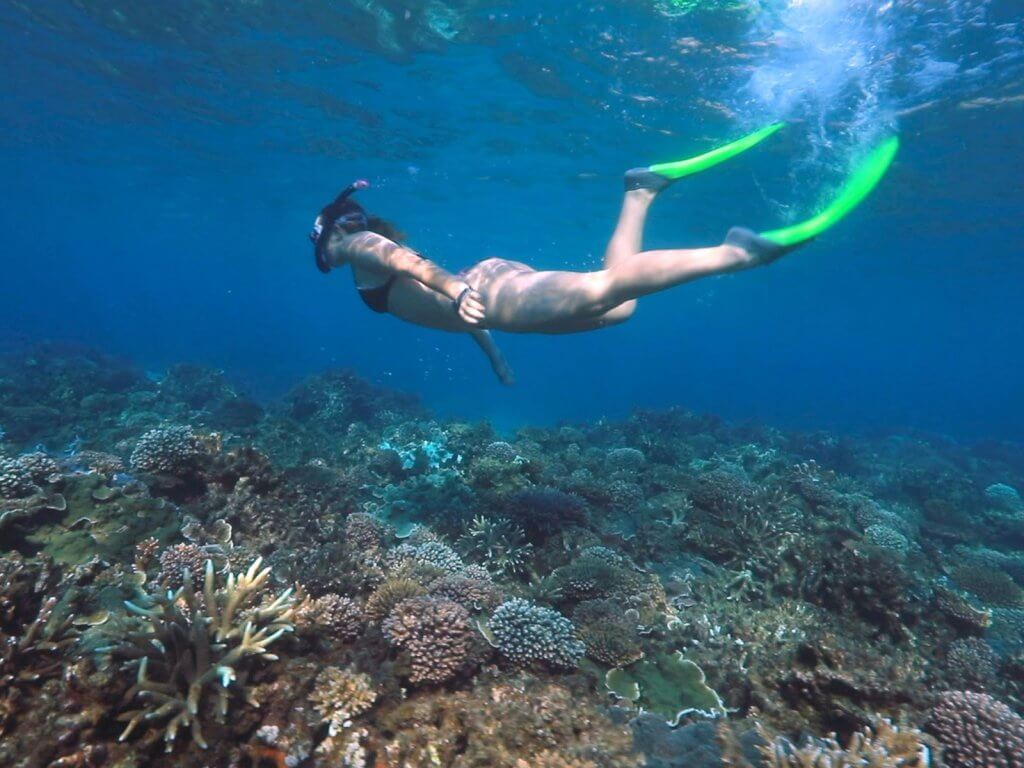 great barrier reef snorkelling