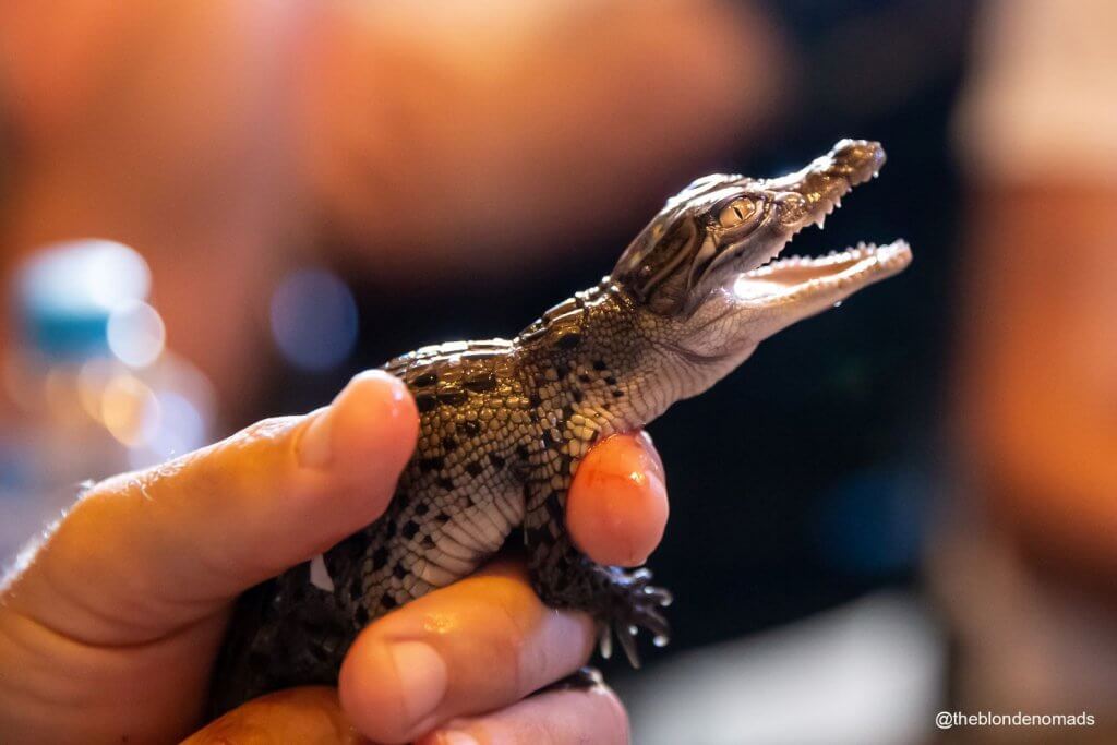 crocodile, baby, capricorn coast