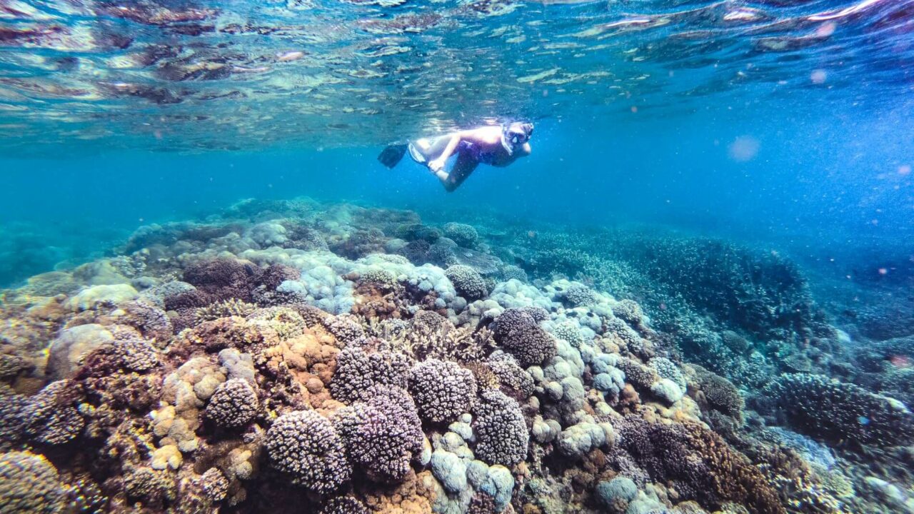 coral, alive, Keppel Bay, Yeppoon