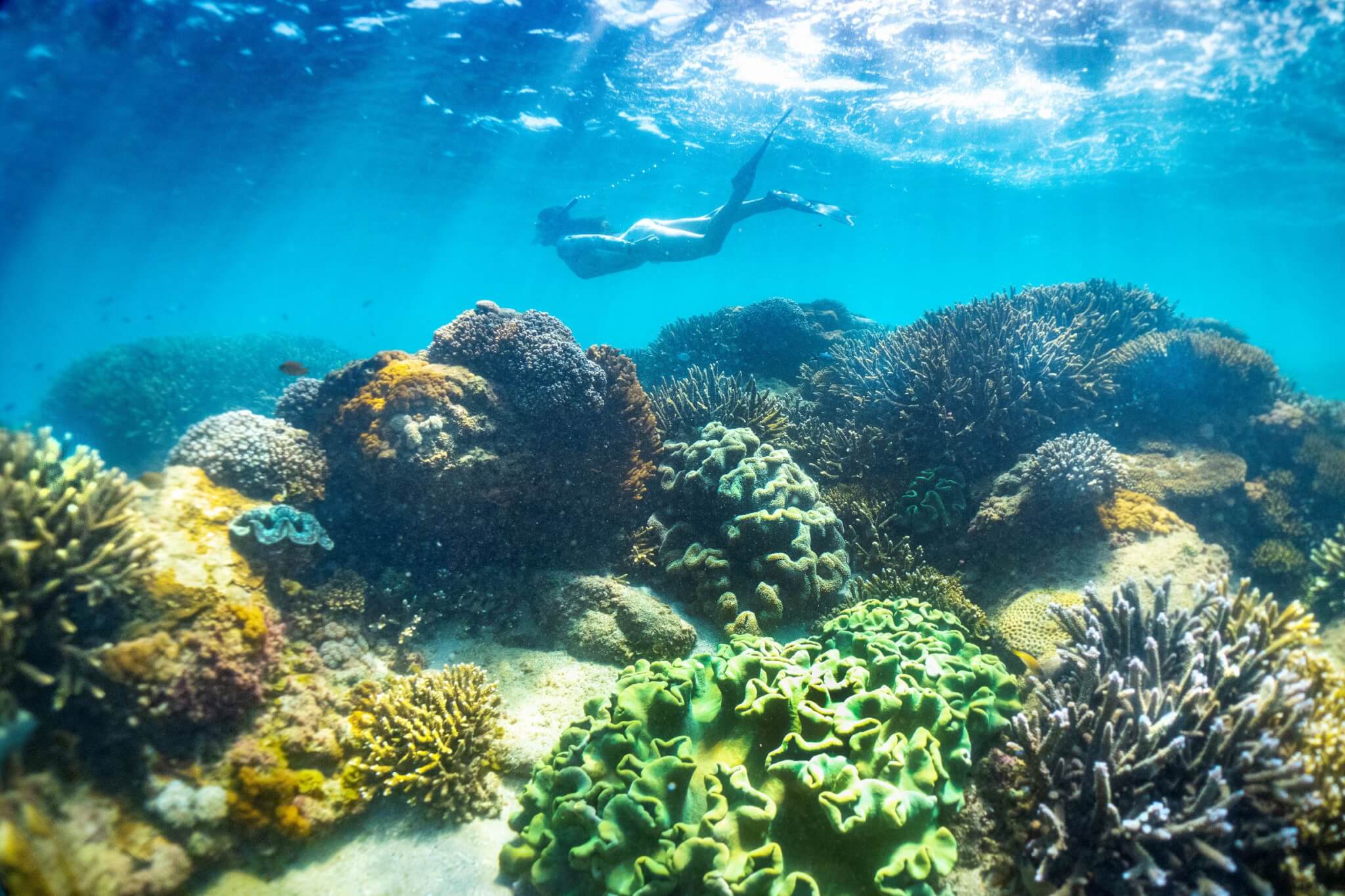 Bleached staghorn corals on Keppel Island reefs, Australia.