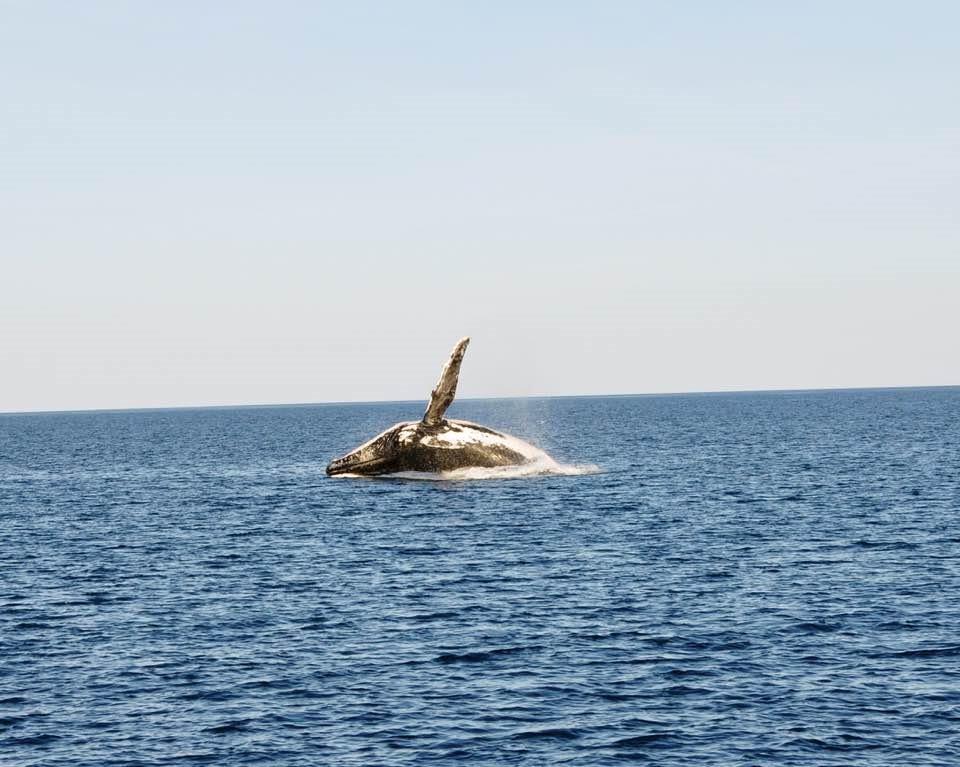 3415e99106d64472b9f1f19dfdffa59cwhales 1