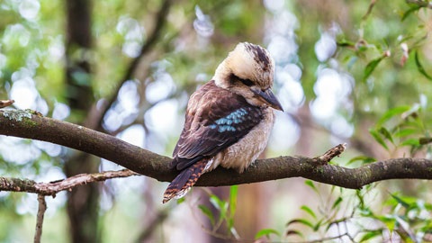 kookaburra