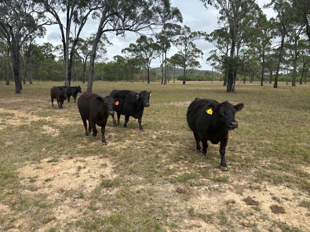 friendly cows