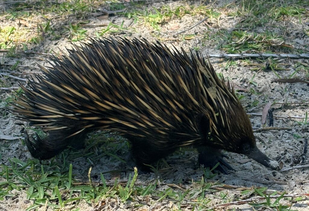 echidna