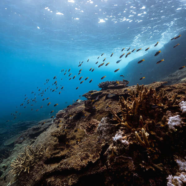 Discover the wildlife wonders of Great Keppel Island