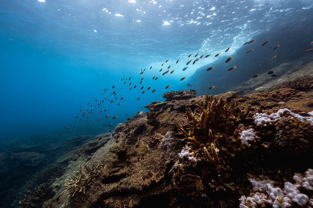 rosslongphoto snorkelling diving 3