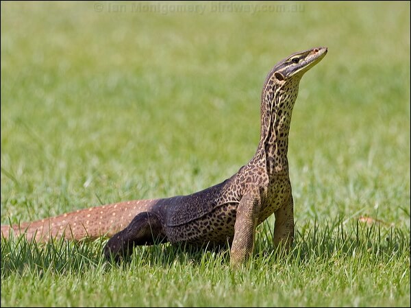 sand goanna 93471