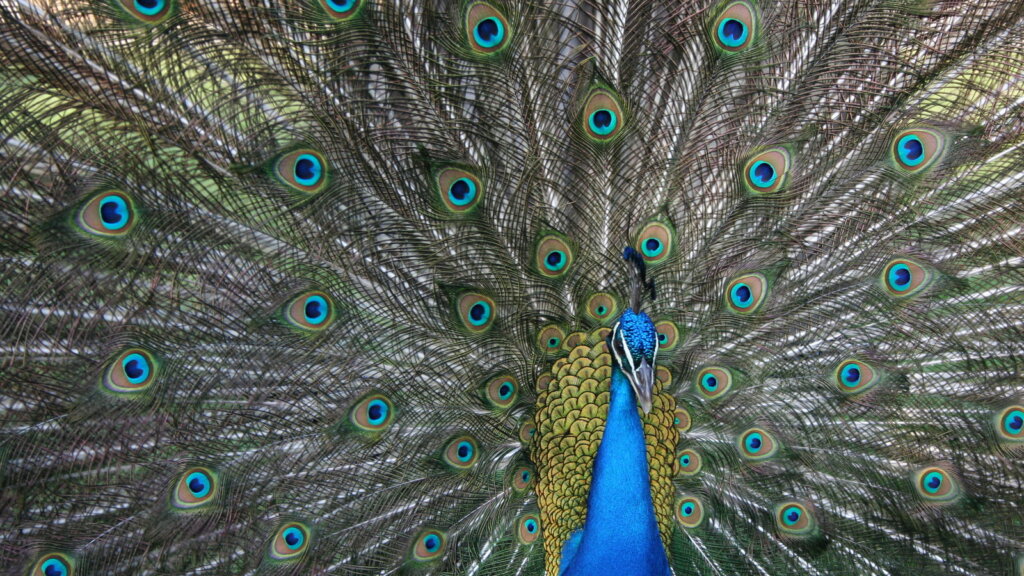 sciencetake peacock videosixteenbyninejumbo1600