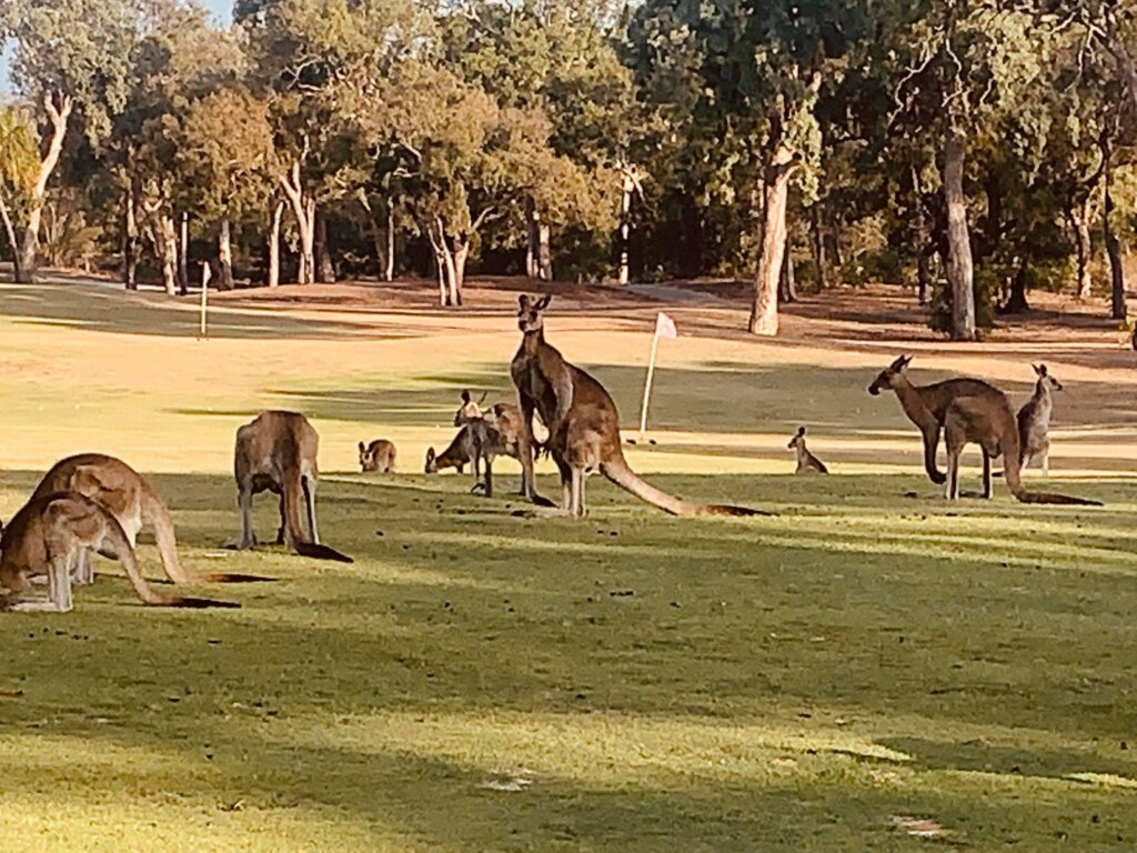 77225079 1345952948920587 4496532039641595904 n