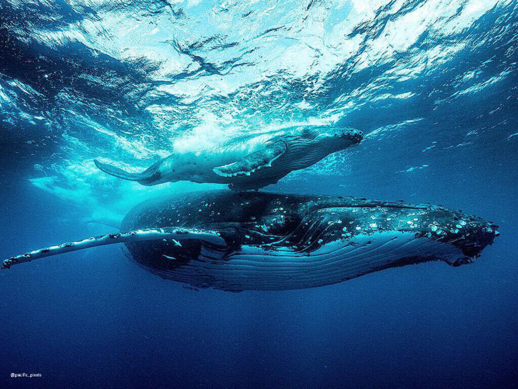 whales pp 1 1024x768