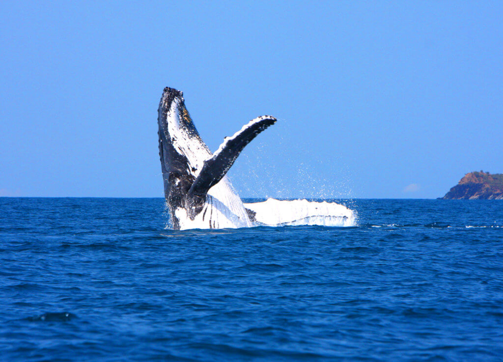 whale watching web 1024x737