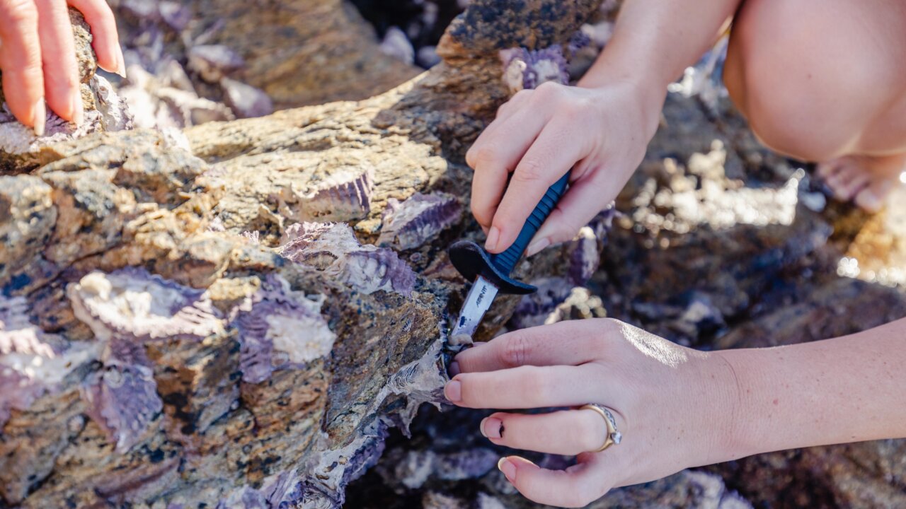 neci pumkinisland astudios june22 0713