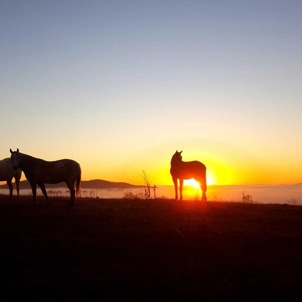Country Charm and Natural Wonders: Explore the Capricorn Coast Hinterland